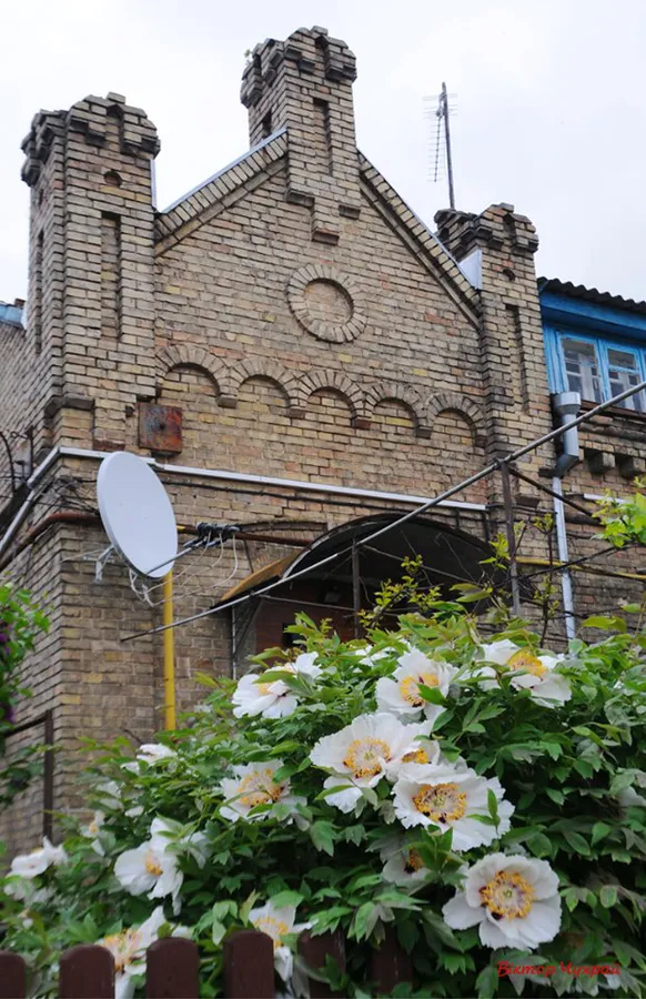 Фотохудожник показав красу півоній у дощовому Луцьку
