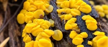 Наче розсипане золото: у лісі знайшли дивовижні гриби (фото)