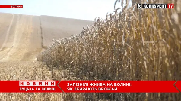 На Волині – розпал запізнілих жнив: чи буде цьогоріч врожай (відео)