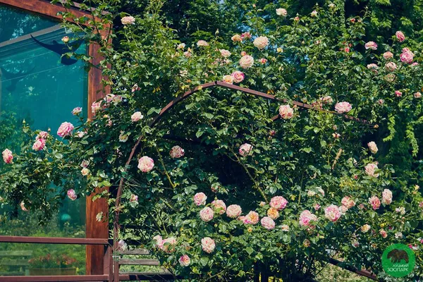 Собор, вулиці, зоопарк: показали, як квітне Луцьк (фото)