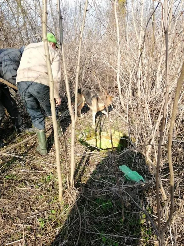 Біля Луцька врятували собаку, який впав у закинутий колодязь (фото)