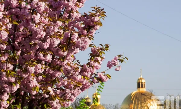 У Мукачеві близько 6 тисяч метрів алей із сакурами