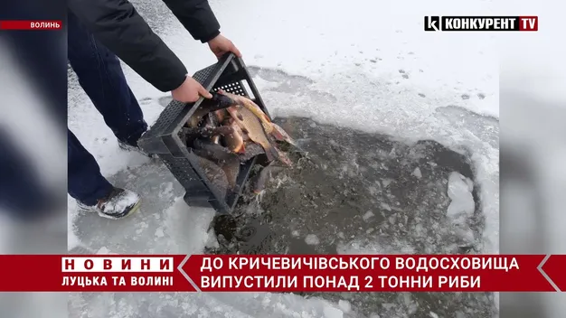 На Волині у водосховище запустили понад дві тонни коропів, амурів і товстолобів (відео)