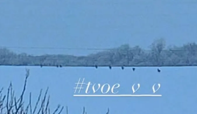Волинян нажахала зграя вовків біля села (фото)