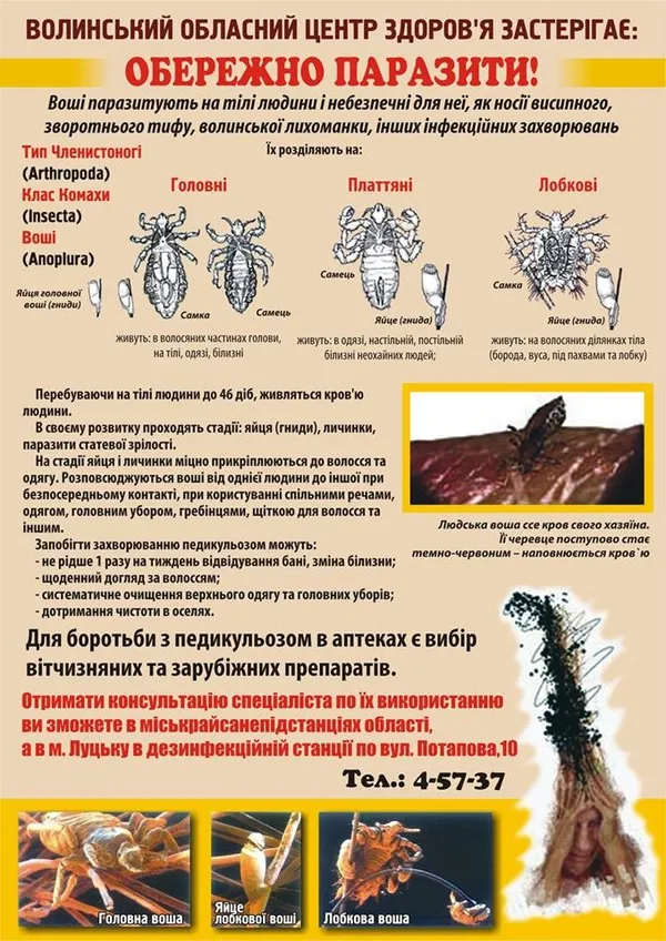 Волинь атакують воші 