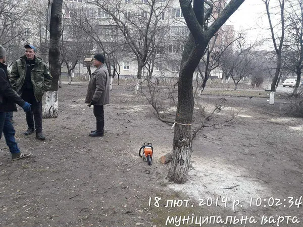 У луцькому дворі незаконно зрізали дерева (фото)