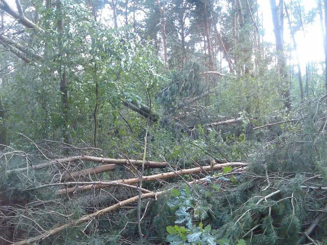 На Волині бурелом пошкодив гектари лісу