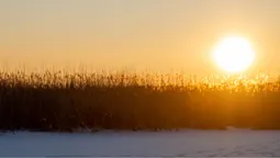 Стохід у сріблі: показалі зимові пейзажі з півночі Волині (фото)