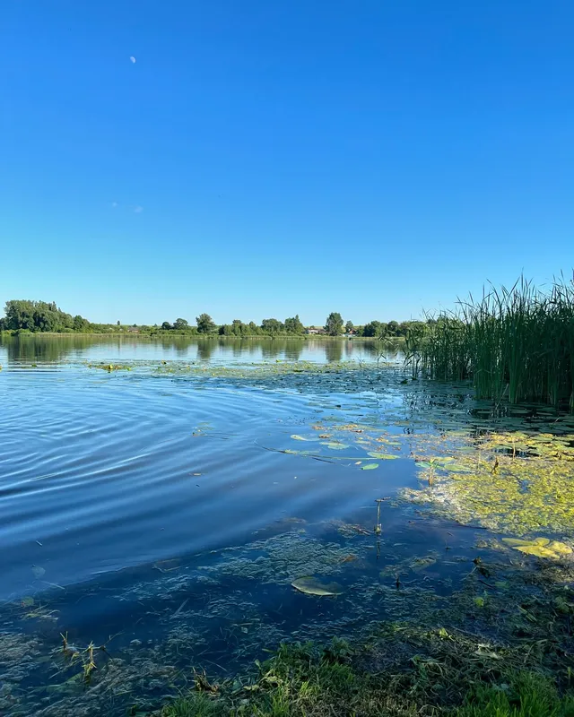 За 30 кілометрів від Луцька розкинулось мальовниче озеро з червонокнижними рослинами та птахами (фото)