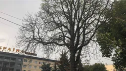 Літо закінчується: у Луцьку зацвіли каштани (фотофакт)