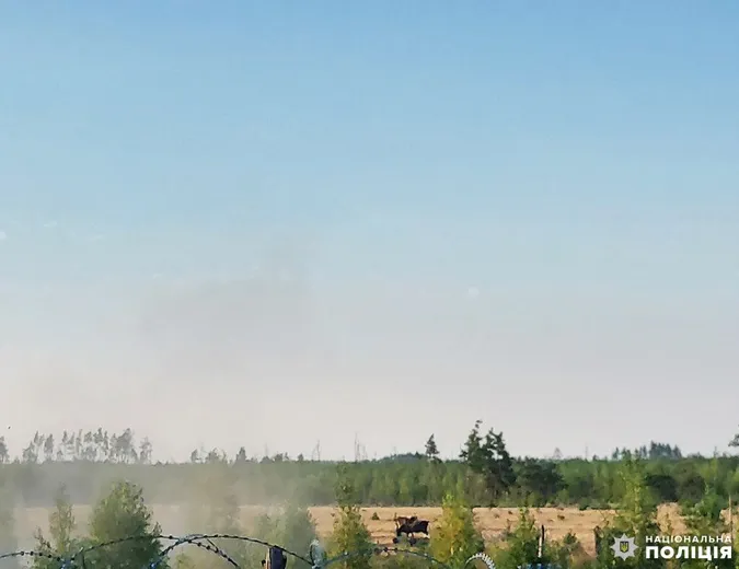 На Рівненщині корови підірвалися на мінах (фото)