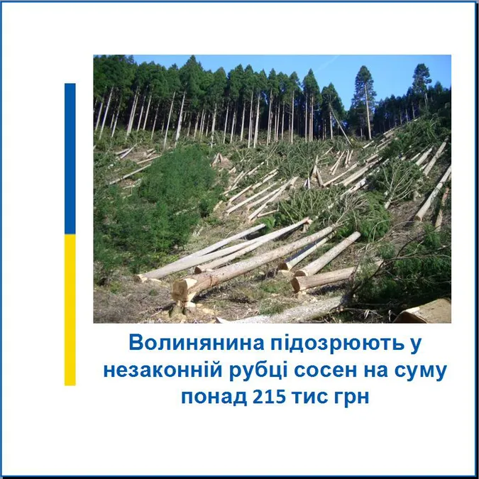 На Волині чоловік незаконно зрубав 25 сосен