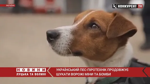 Пес Патрон продовжує розміновувати українську землю (відео)