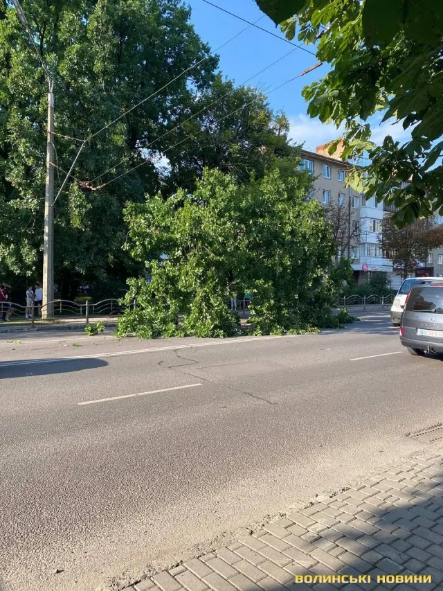 На проспекті Перемоги в Луцьку дерево обірвало тролейбусну лінію (фото)