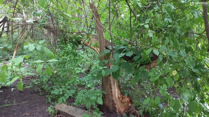 У луцькому ботанічному саду на Шопена падають дерева (фото)