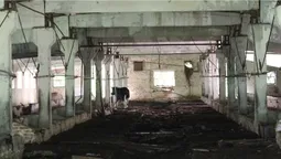 Люди пішли, а вони залишилися: на покинутій фермі на Поліссі господарює стадо здичавілих корів (фото)