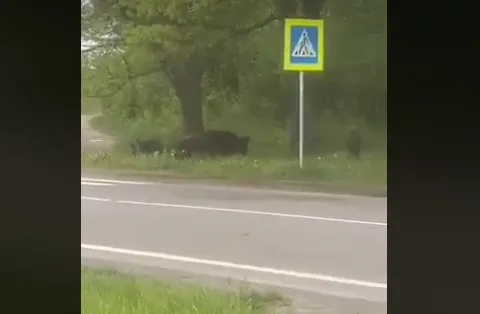 У Луцькому районі біля дороги гуляли дикі кабанчики (відео)