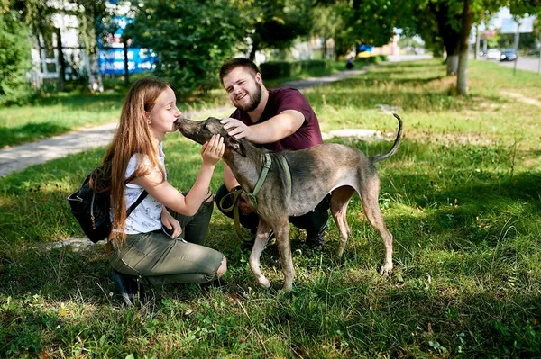 Врятована собака Белла не може знайти господаря через брехню (фото)