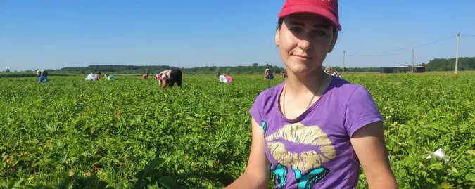 Сезон полуниць: як волиняни працюють на ягідних плантаціях