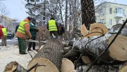 У Луцьку родини почали безплатно отримувати деревину (відео)