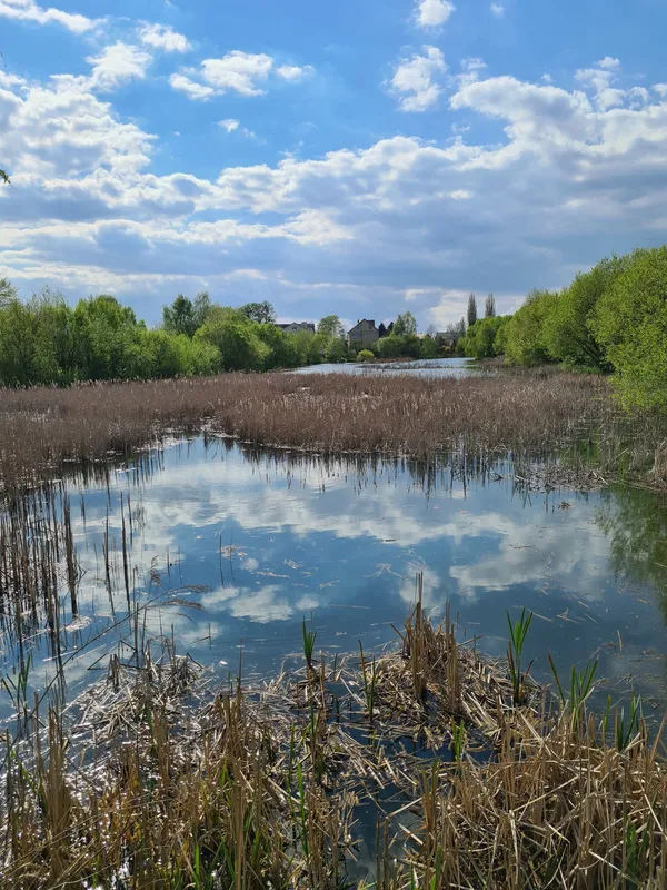 Синьо, зелено і тихо: весна на Теремнівських ставках (фото)