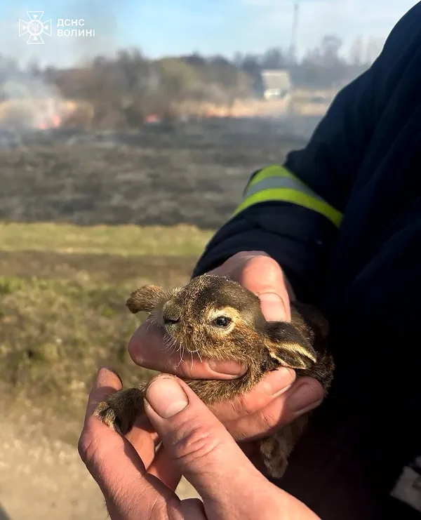 На Волині рятувальники витягли з вогню двох зайченят (фото)