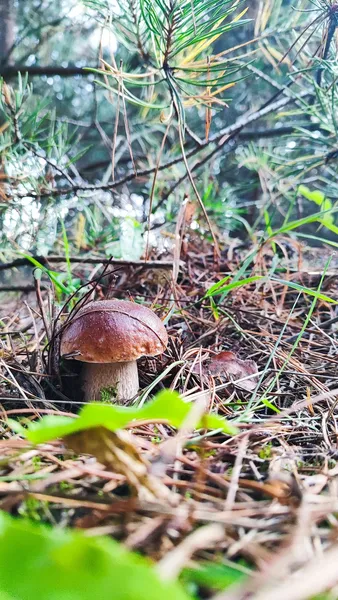 Сезон у розпалі: де волиняни збирають море грибів (фото)