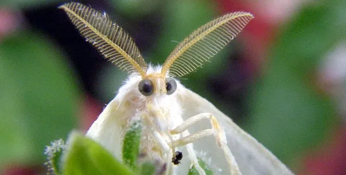У Луцькій громаді – карантин через небезпечного метелика