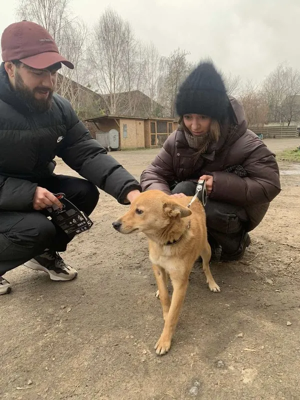 За рік луцька «Ласка» прилаштувала в родини 110 котів та собак (фото)