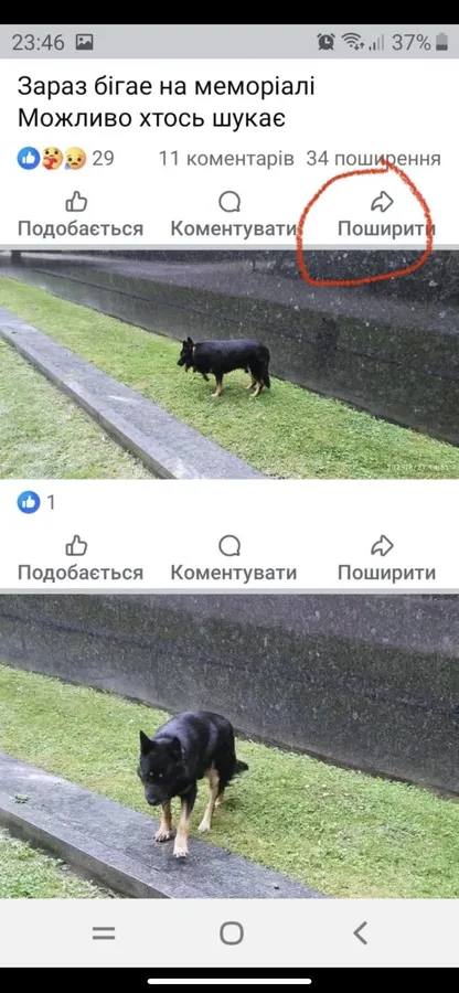 Дають 5 тисяч – у Луцьку зник собака (фото)
