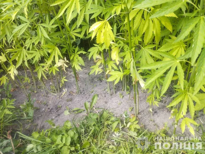 Двоє волинян виростили на городах понад 150 «веселих» кущів (фото)