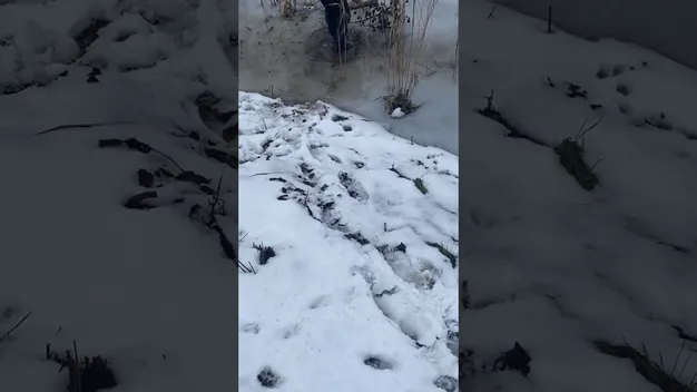 У Луцьку чоловік з великим серцем врятував собаку, що тонув (фото)