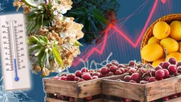 Без черешні, малини та яблук: що ще знищили весняні заморозки