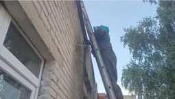 У дитсадку в Нововолинську знешкодили гніздо шершнів (фото)