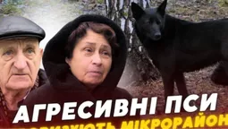 Зграї агресивних собак тримають у страху цілий мікрорайон у Луцьку (відео)