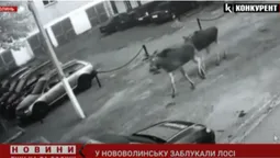 Вулицями Нововолинська блукали три лосі (відео)