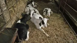 5 300 грн на корову: як у Луцькому районі розвивають тваринництво (відео)