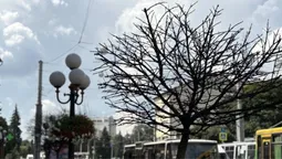 Через спеку в Луцьку всихають клени на проспекті Волі (фото)