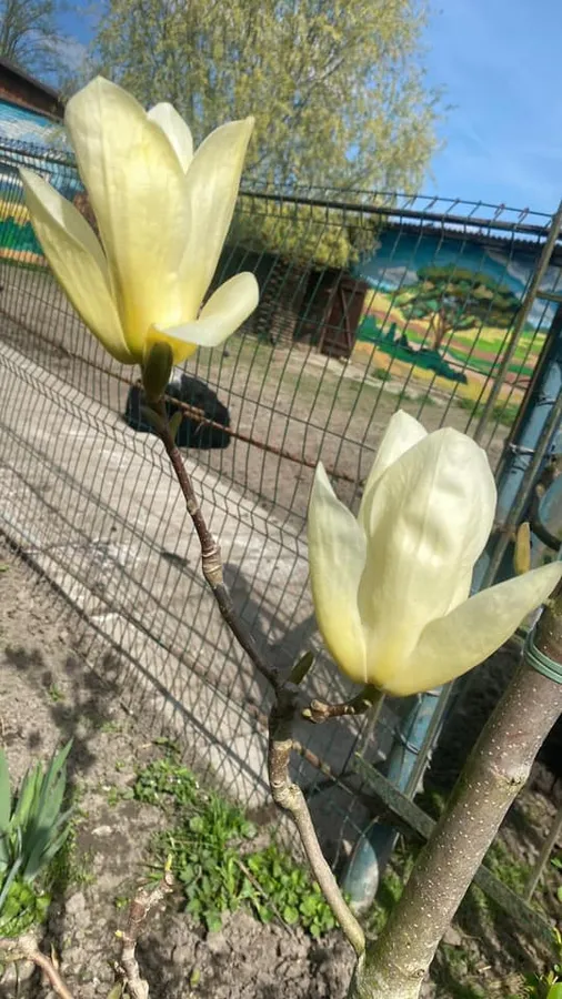 Природна фотозона: у Луцькому зоопарку зацвіла жовта та рожева магнолія (фото)
