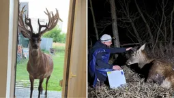 🦌Борис бореться: що відомо про стан зіркового оленя з Волині (фото)