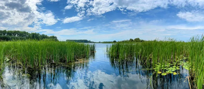 Море риби: показали краєвиди озера на Волині (фото)
