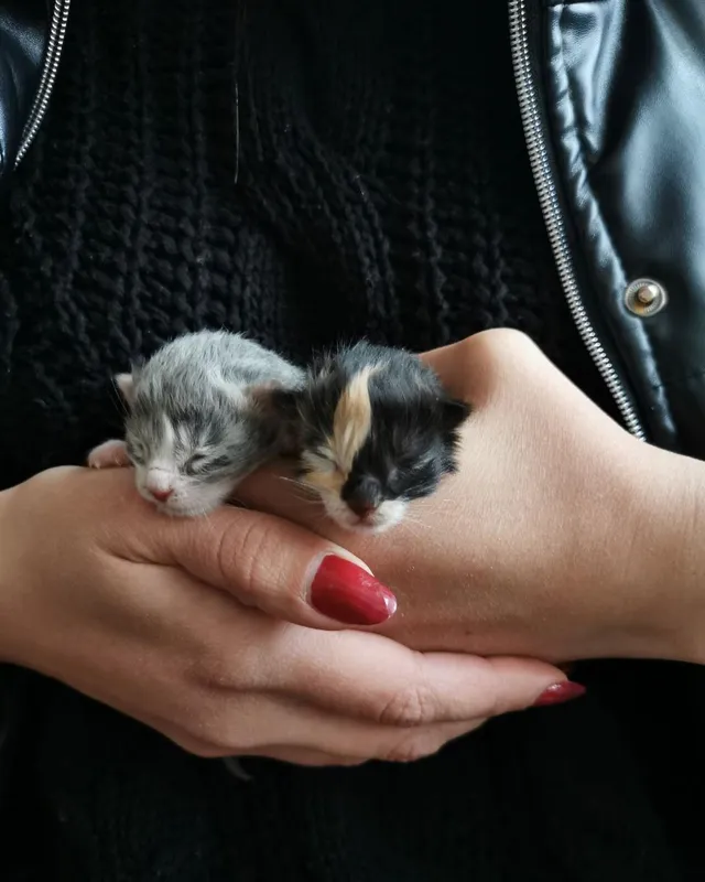 Поклали в пакет і викинули: в Ковелі у смітнику знайшли котенят (фото)