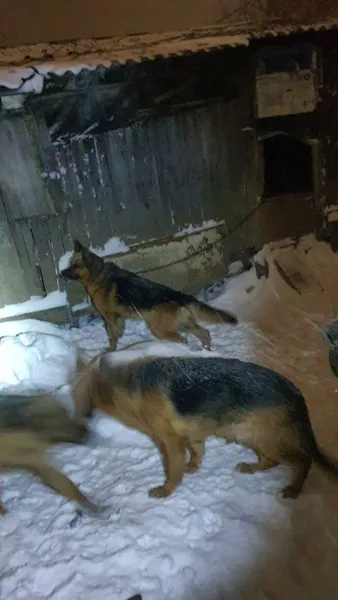 У Нововолинську чоловік у сараях тримав 12 вівчарок, серед них вже виявили крадену (фото, відео)