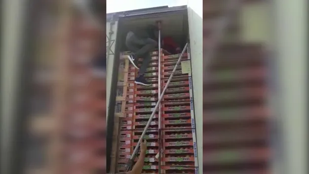 На Волині в рефрижераторі з нектаринами прикордонники знайшли нелегалів (відео)