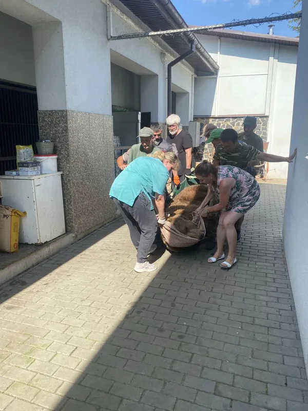 Ведмеді з луцького зоопарку подалися до Молдови (фото)