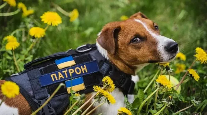 Пес Патрон і компанія: історії тварин, що стали відомими під час війни (фото)