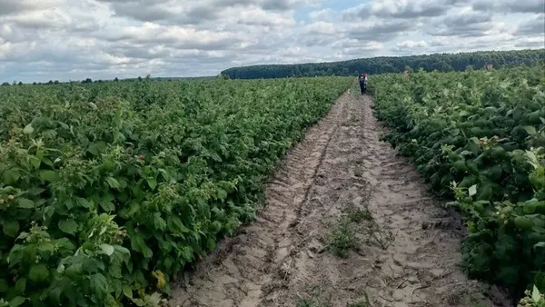 Поле з малиною родини Ющик у селі Угриничі