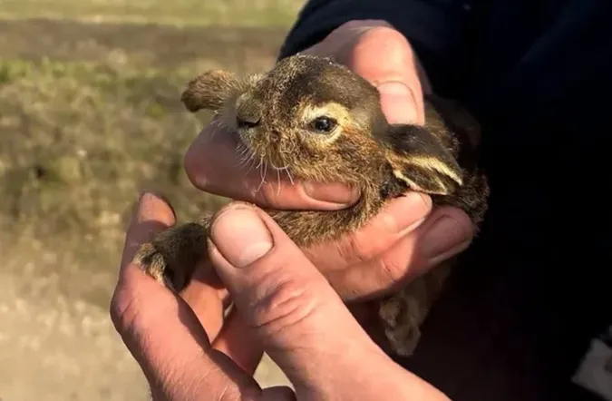 На Волині рятувальники витягли з вогню двох зайченят (фото)