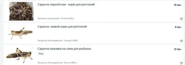 Свіжа, сушена, морожена: українці продають сарану в інтернеті (фото, відео)