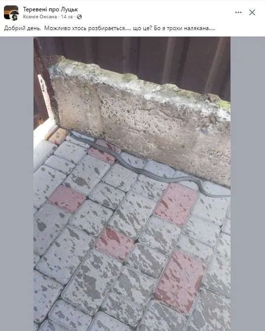 У Луцьку людей налякала довга змія (фото)